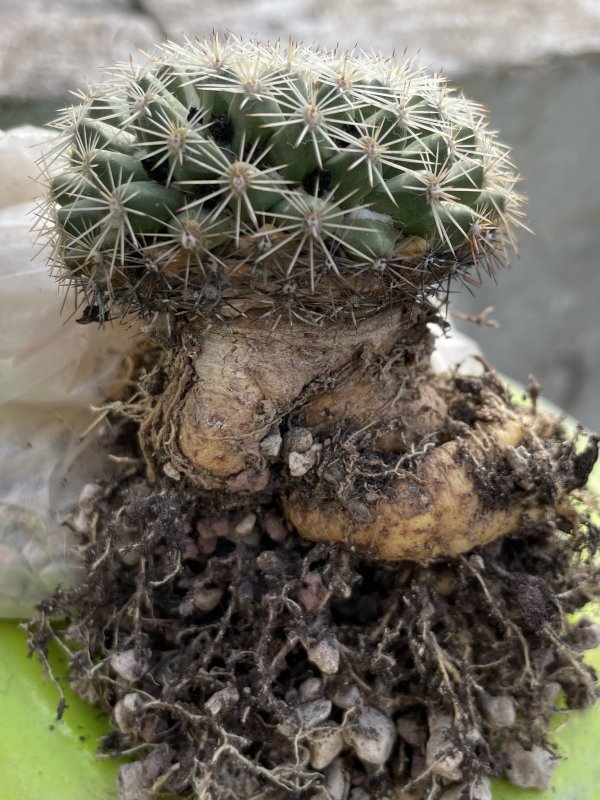 Mammillaria baxteriana 