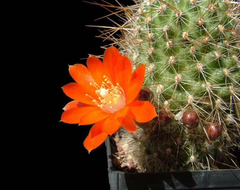 Rebutia aureispina KK1694