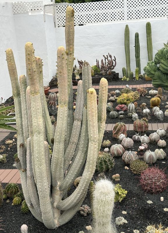 Euphorbia abdelkuri 