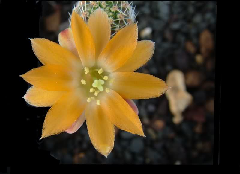 Rebutia pygmaea v. knizei R676A