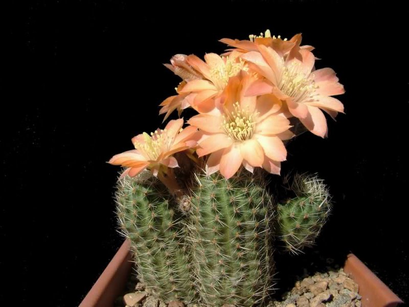 rebutia haagei v. mudanensis