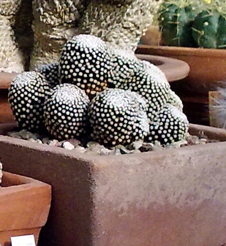 Mammillaria luethyi 