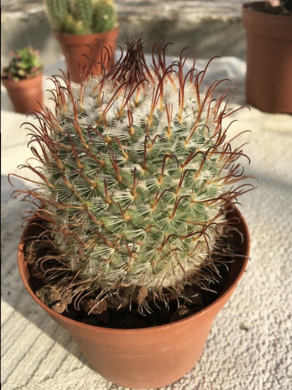 Mammillaria bombycina cv. split spines 