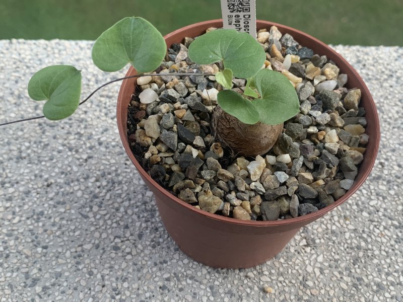 dioscorea elephantipes