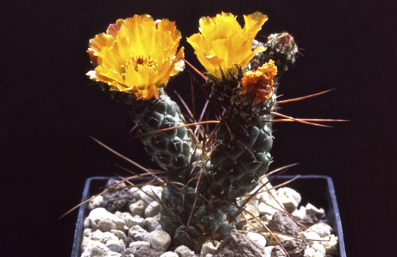 Tephrocactus weberi f. deminuta 