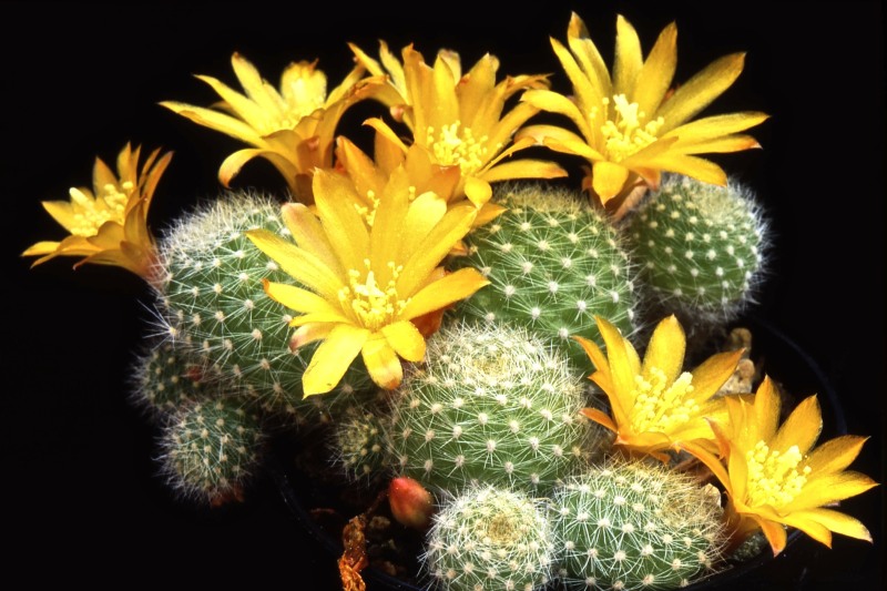 Rebutia fabrisii 