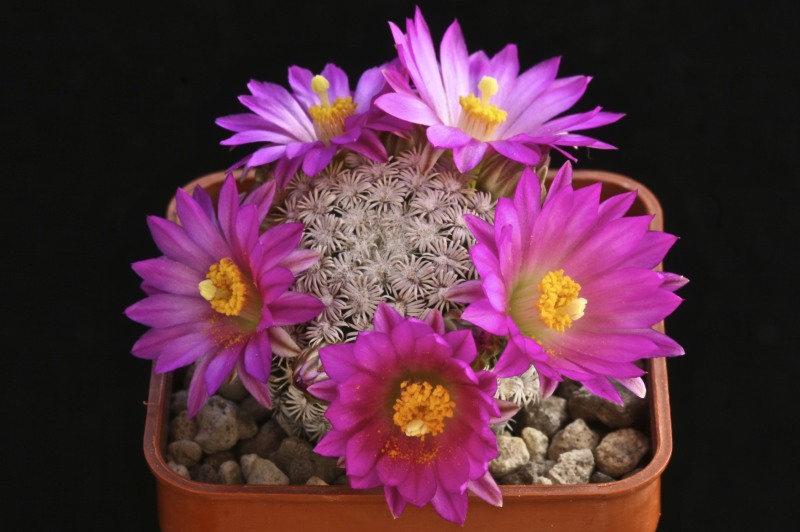 Mammillaria hernandezii 