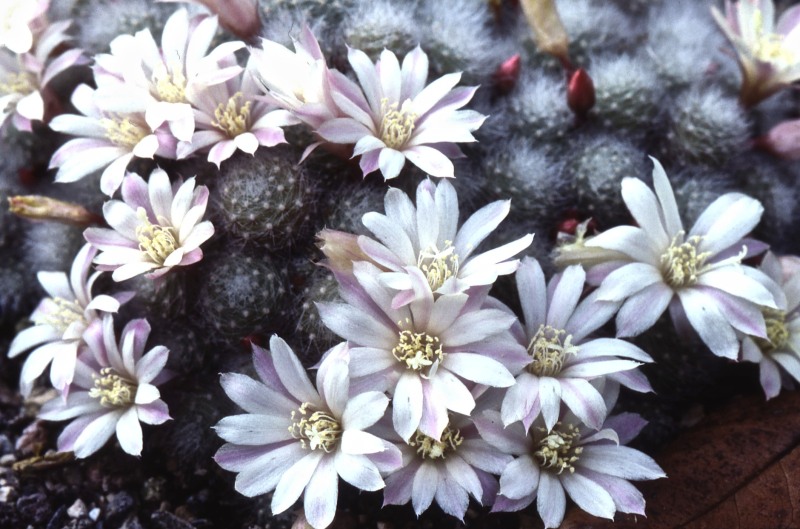 Rebutia albiflora 