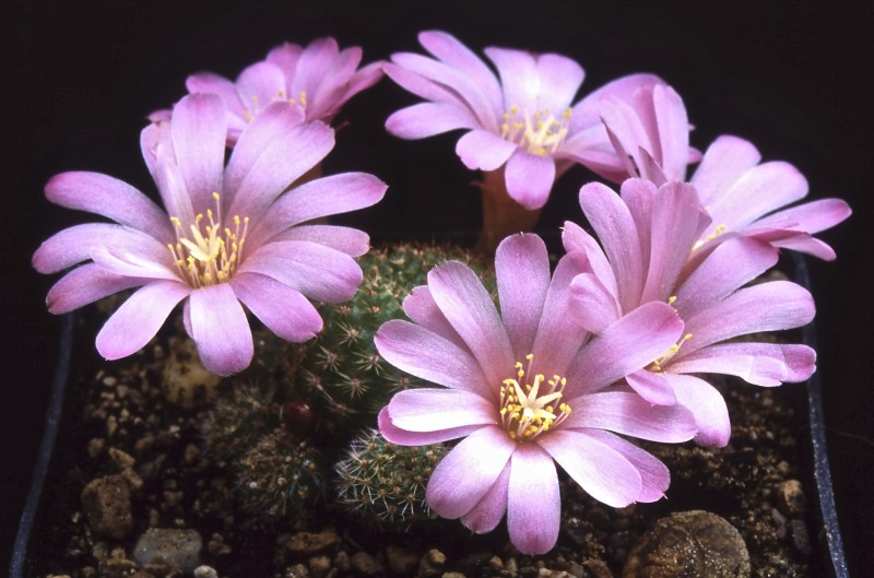 Rebutia perplexa 