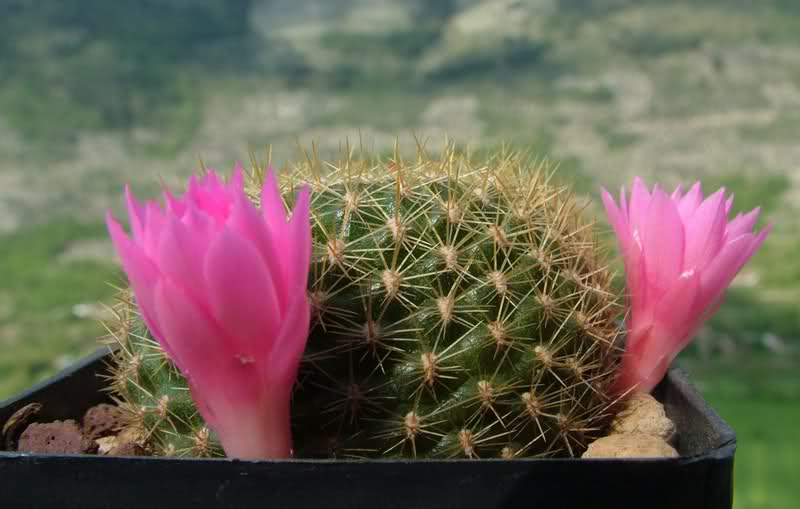 Rebutia kariusiana 