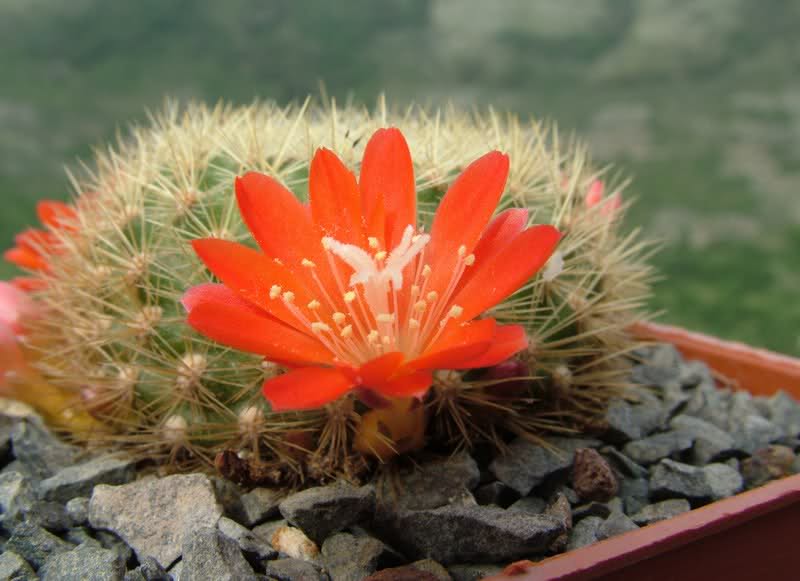 Rebutia xanthocarpa v. costata 