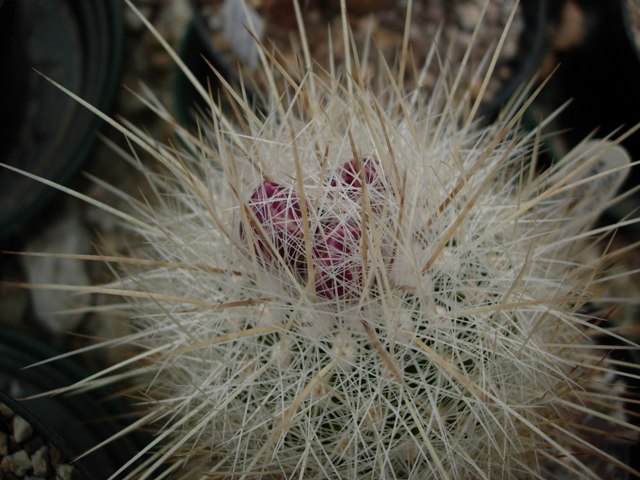 thelocactus macdowellii 