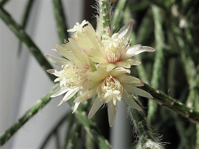 Rhipsalis pilocarpa 