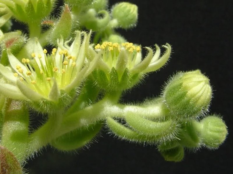 Sempervivum ciliosum 