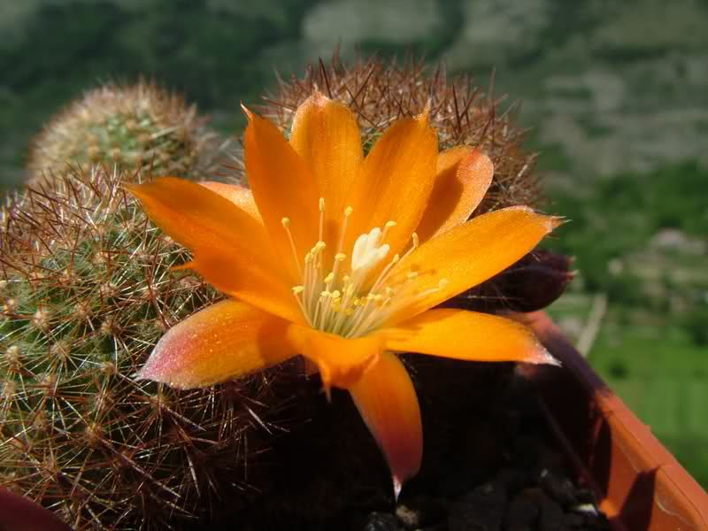 Rebutia walteri R784