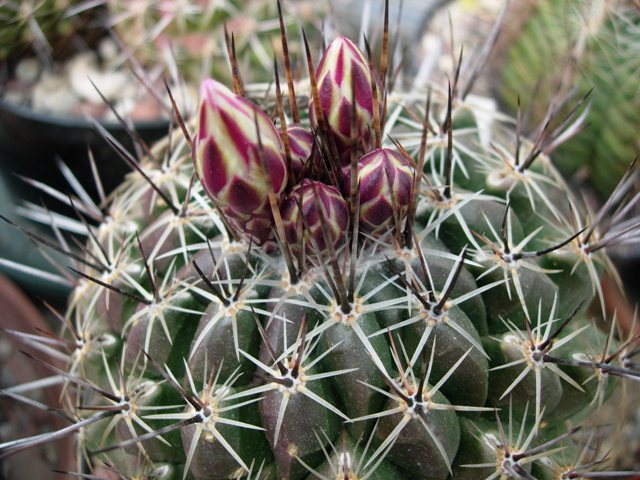 Thelocactus conothelos SB302