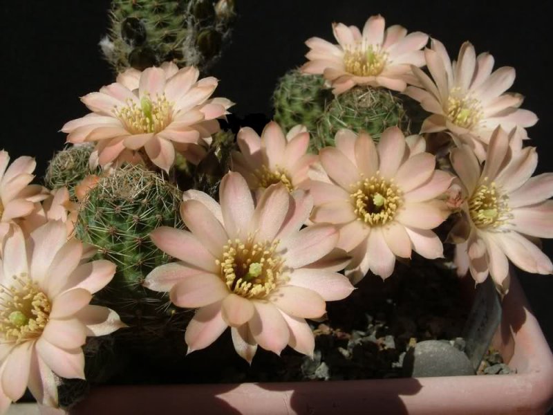 Rebutia pygmaea MN229