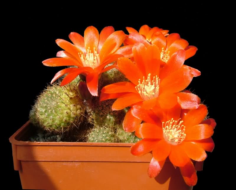 rebutia cincinnata