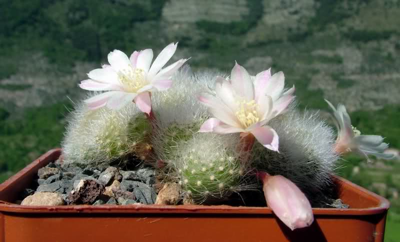 Rebutia albiflora 