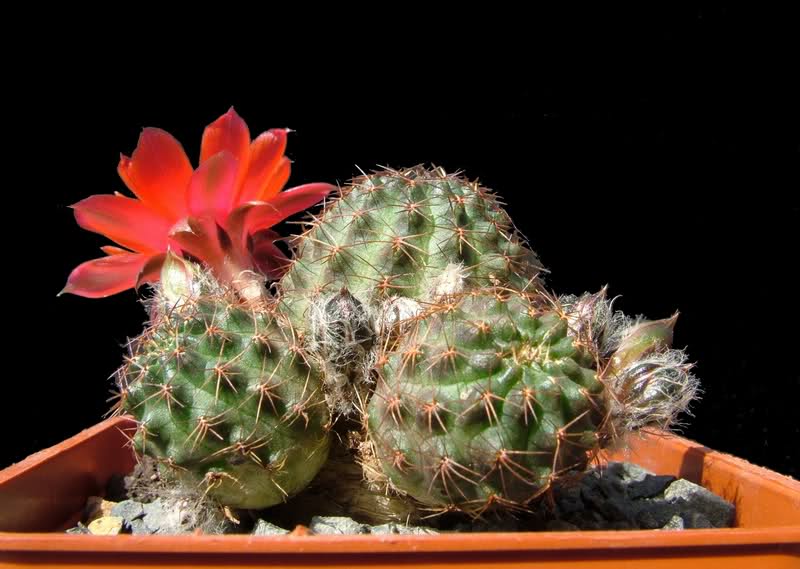 Rebutia atrovirens R515