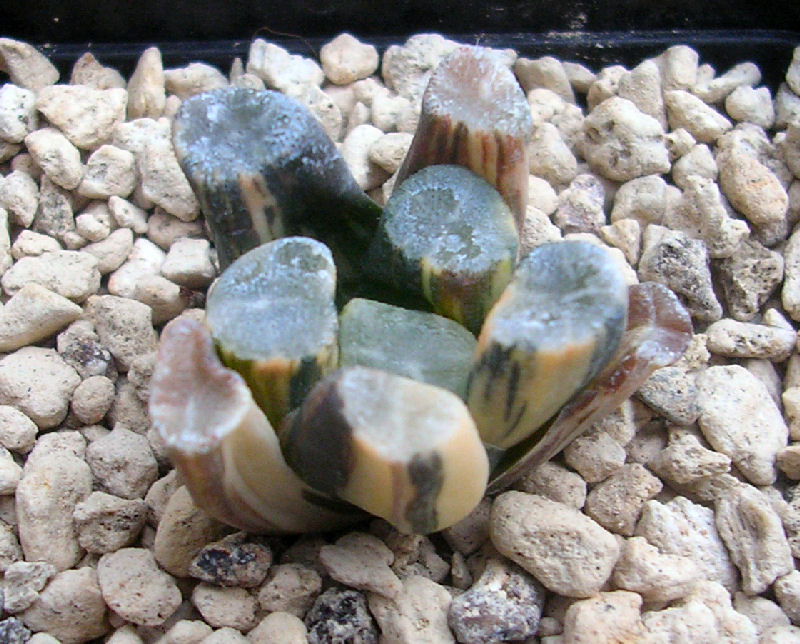 Haworthia maughanii f. variegata 