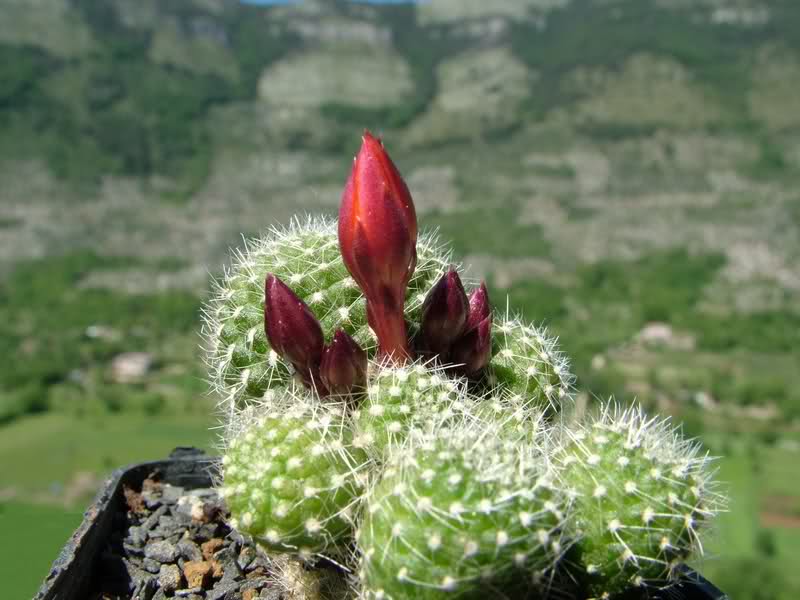 Rebutia krainziana  J212