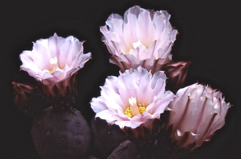 Tephrocactus geometricus 