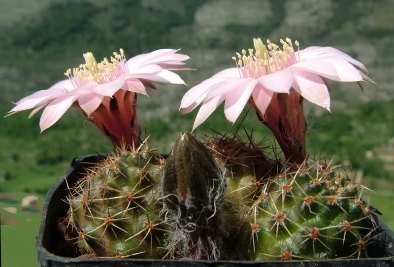 Rebutia eos R333