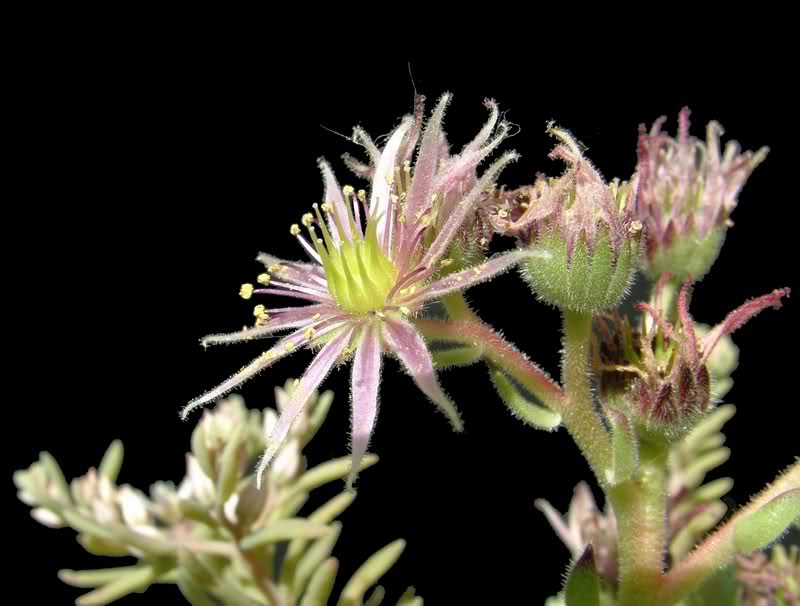 Sempervivum montanum v. stiriacum 