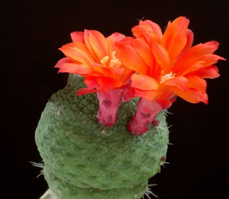 Rebutia krainziana cv. inermis 