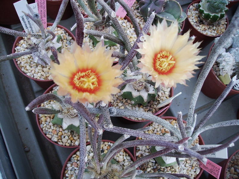 Astrophytum caput-medusae 