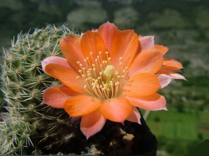 Rebutia pygmaea MN156