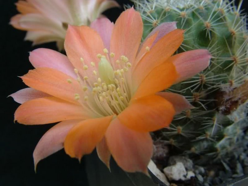 Rebutia pygmaea MN156