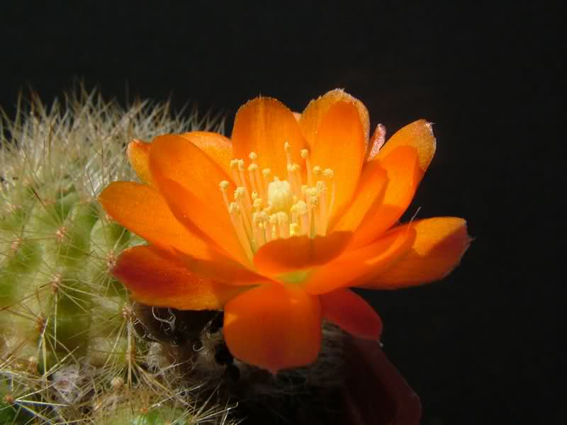 Rebutia simoniana R739