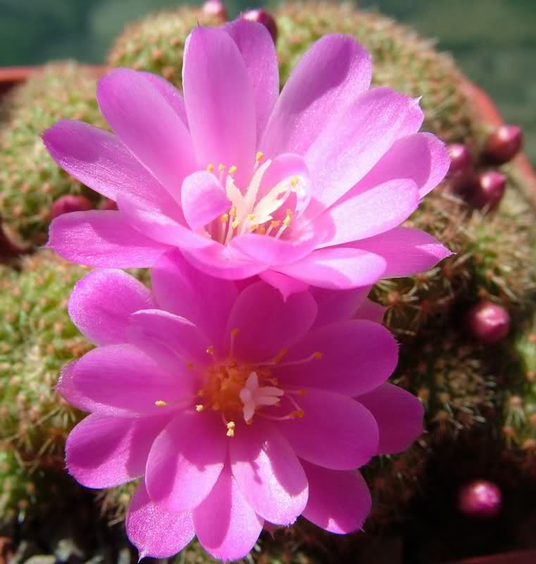 Rebutia perplexa 