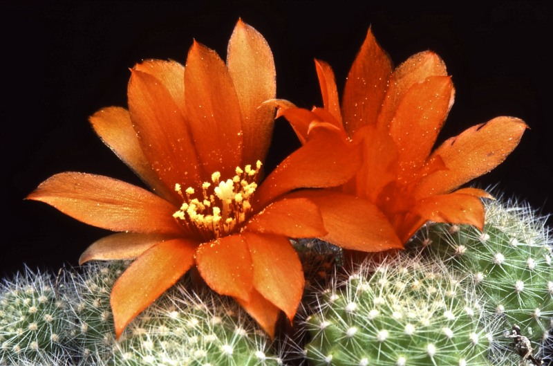 Rebutia fabrisii 