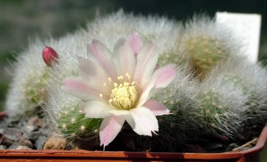 Rebutia albiflora 