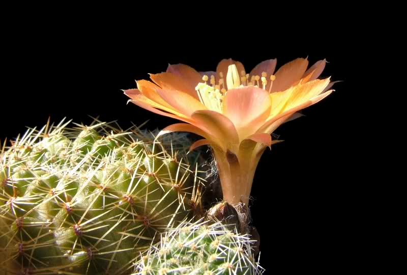 Rebutia haagei v. mudanensis R689