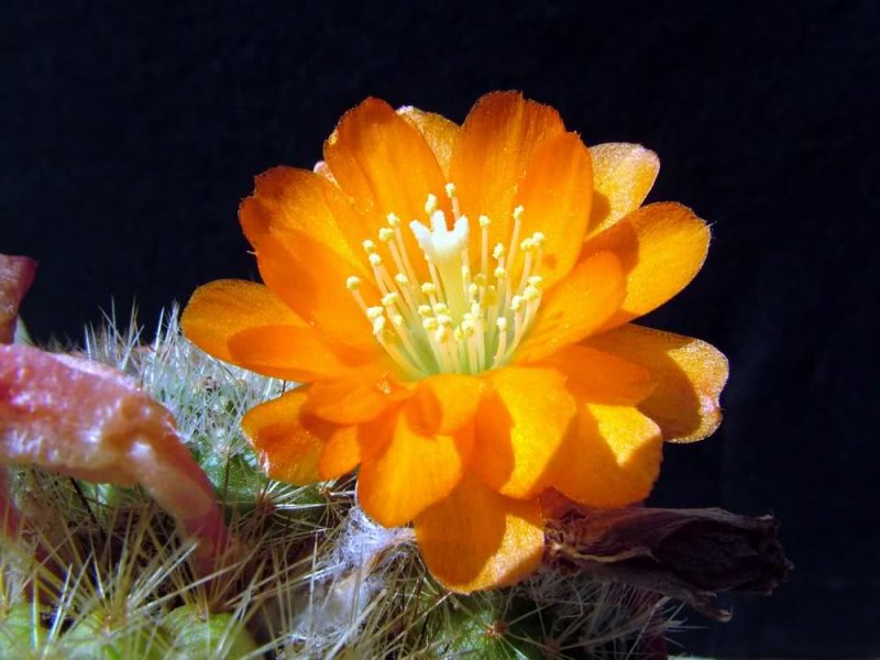 Rebutia simoniana 