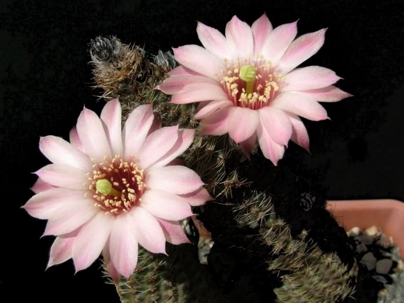 rebutia pelzliana