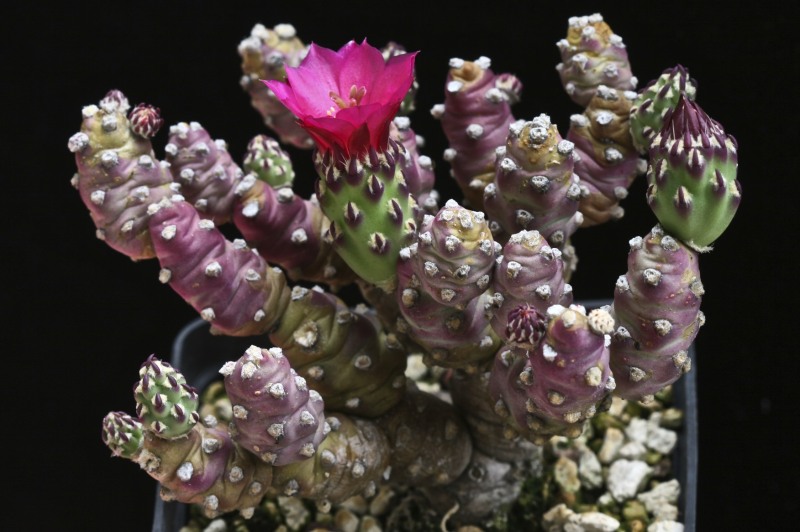 Austrocylindropuntia cv. Baker 5/30 