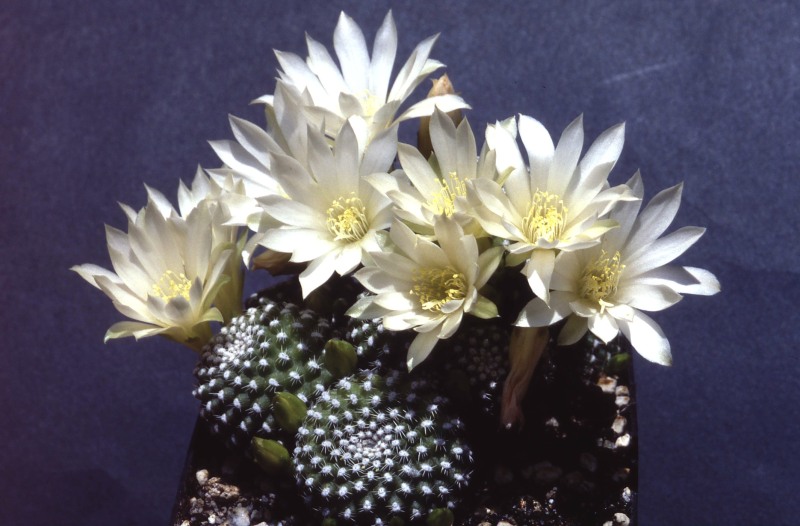 Rebutia krainziana v. albiflora 