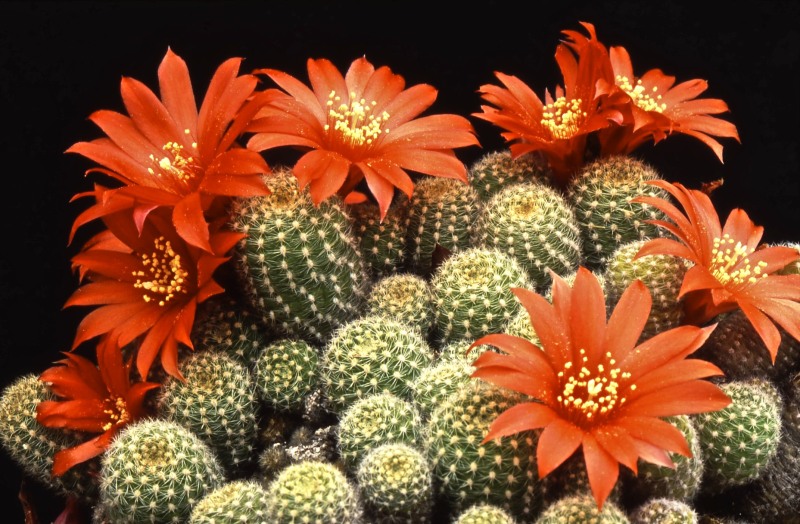 Rebutia fabrisii 