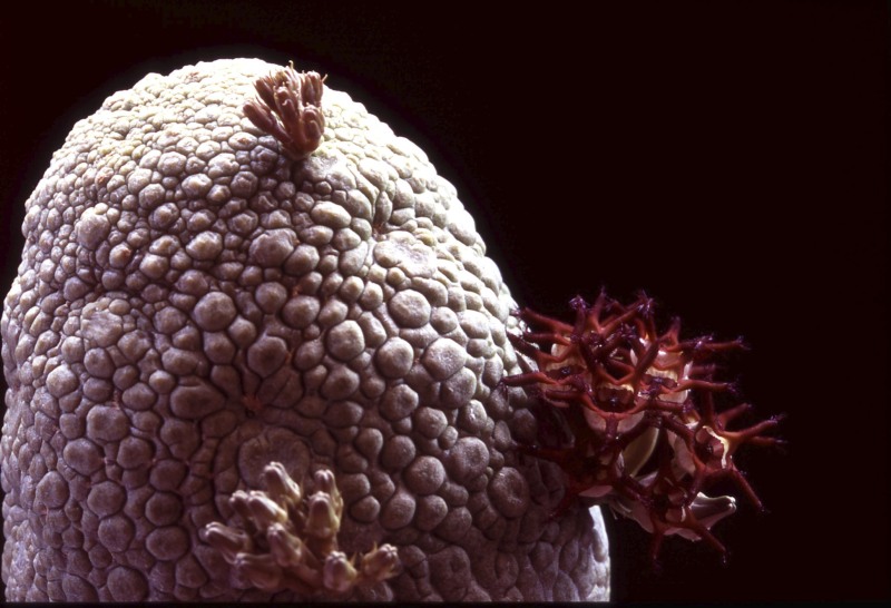 Pseudolithos migiurtinus 