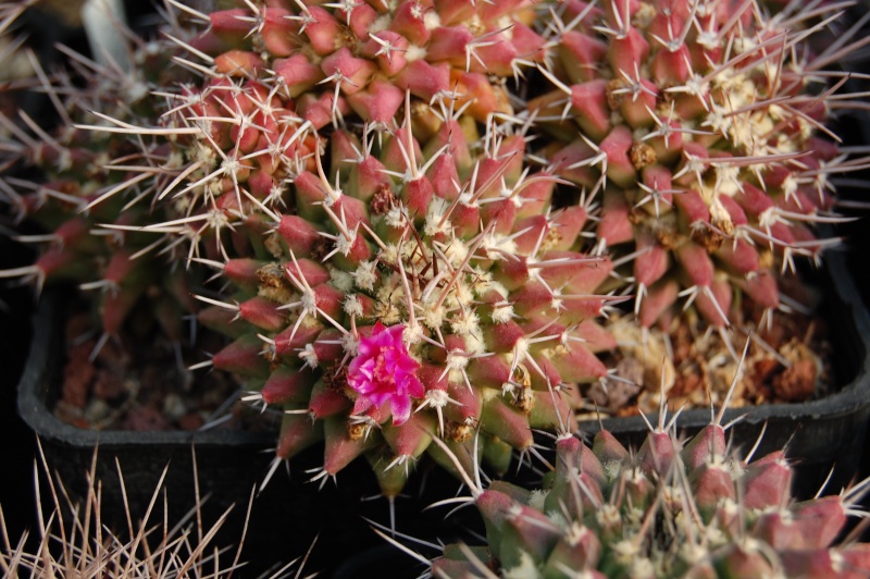 Mammillaria sartorii 