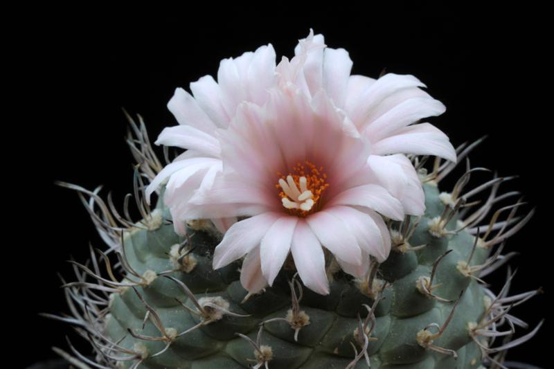 Turbinicarpus hoferi 