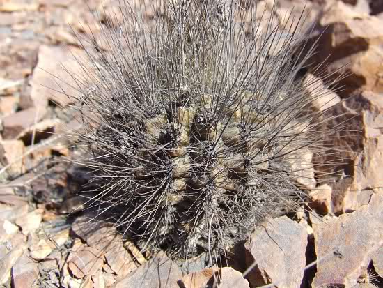 Eriosyce villosa 