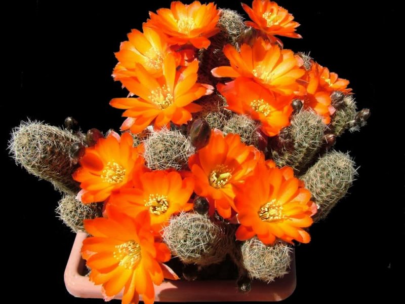 Rebutia pygmaea v. friedrichiana 