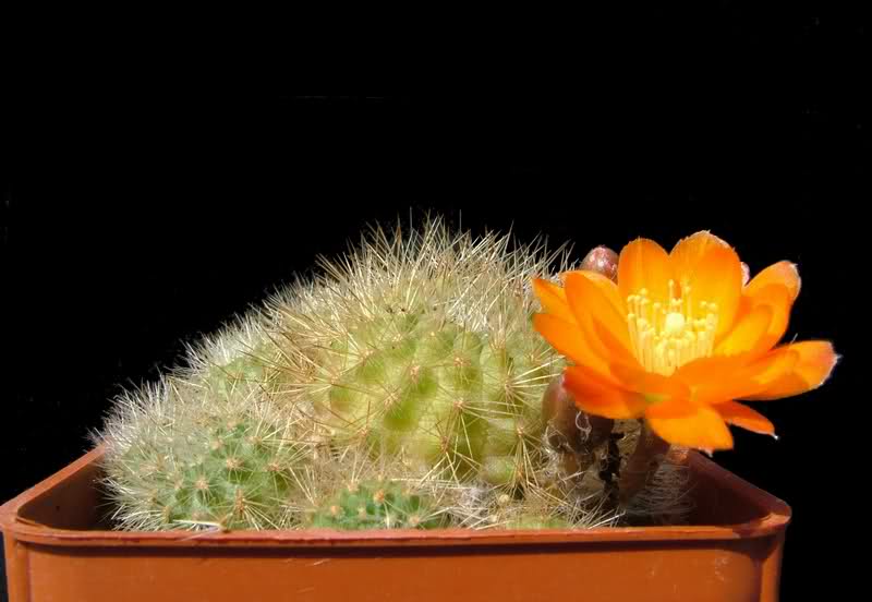 Rebutia simoniana R739