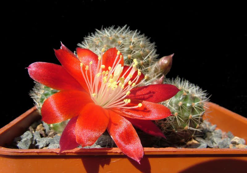 Rebutia tuberosa KK859
